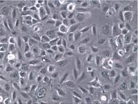 膀胱移行细胞癌细胞T24、T24、T24细胞