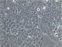 JEG-3细胞、JEG3细胞、JEG3细胞