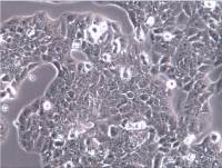 MS751细胞、MS751细胞、MS751细胞