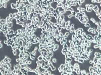 SW48细胞、SW48细胞、SW48细胞