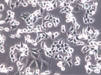 SNU-1细胞、SNU-1细胞、SNU-1细胞