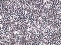 sNF96.2细胞;sNF96.2细胞;sNF96.2雪旺细胞