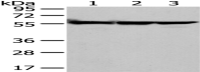 Anti-FYN antibody
