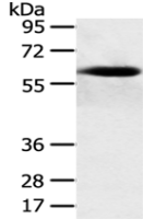  Anti-SPATA18 antibody