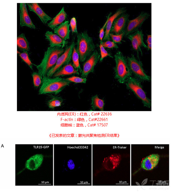 荧光信号极强的 内质网染色试剂盒