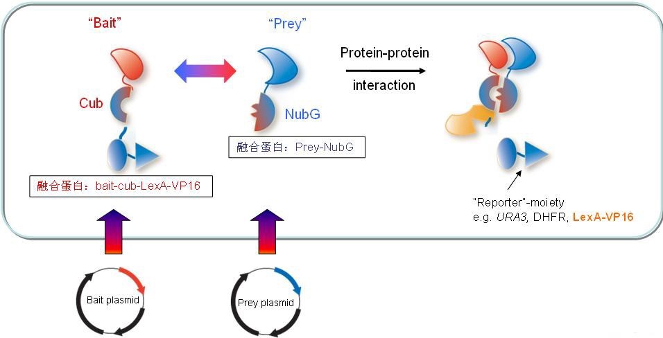 膜蛋白酵母双杂交文库构建技术服务
