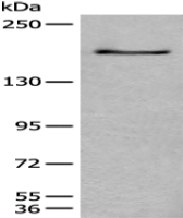 Anti-CNTNAP1 antibody