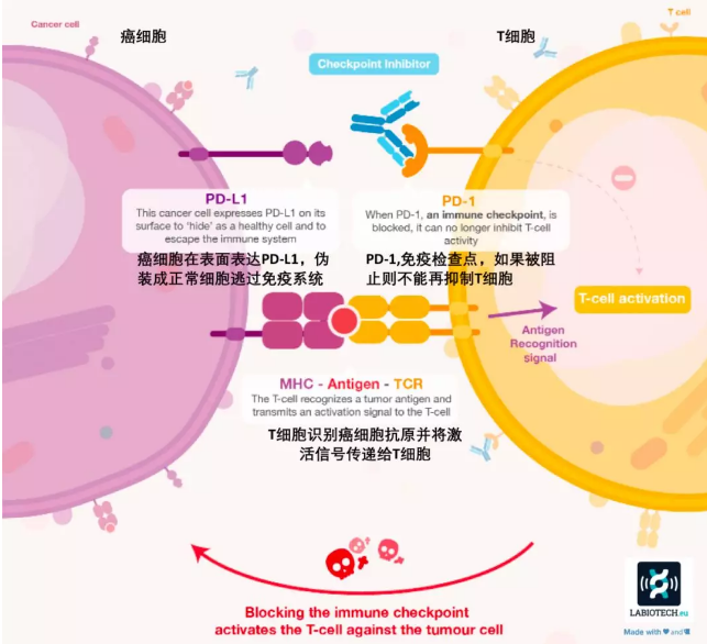 魏则西事件？诺贝尔奖的癌症免疫疗法表示，这锅我不背