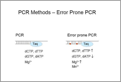 核苷酸类似物法易错PCR试剂盒