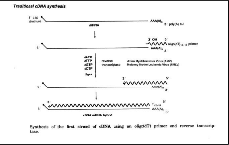 一管式双链cDNA合成试剂盒