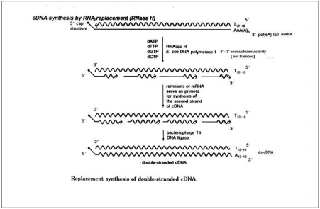 一管式双链cDNA合成试剂盒