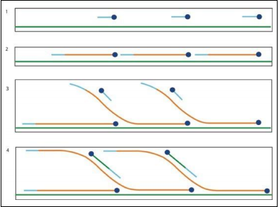 环状DNA全基因组扩增试剂盒