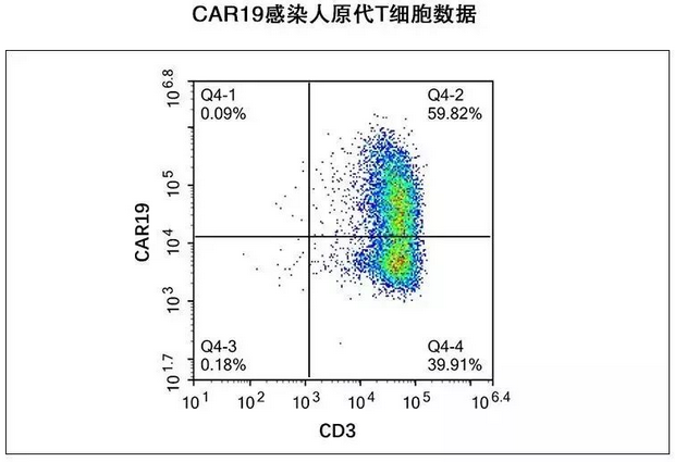 CAR19感染人原代T细胞数据