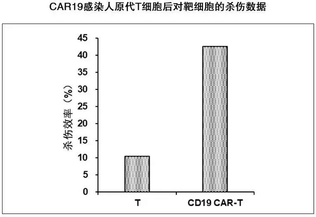 CAR19感染人原代T细胞后对靶细胞的杀伤数据