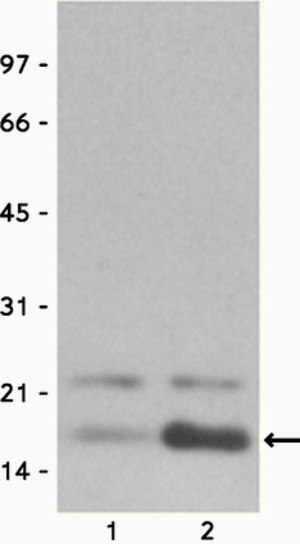 07-353 acetyl-Histone H3 (Lys9)