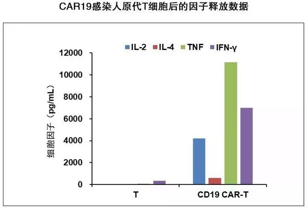 CAR19感染人原代T细胞后的因子释放数据
