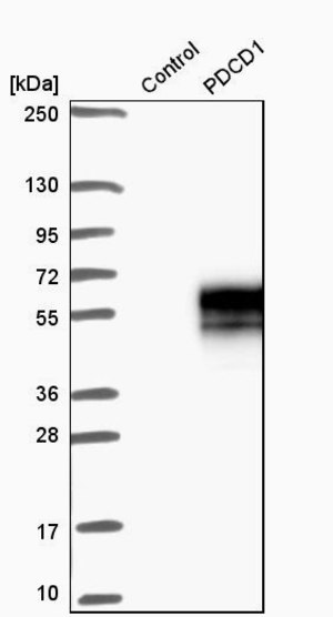 HPA035981 Anti-PDCD1 antibody 