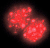 07-442 trimethyl-Histone H3 (Lys9) 