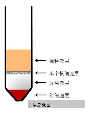 大鼠骨髓单核细胞分离液试剂盒