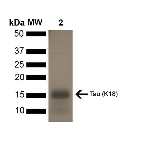 活性Tau 蛋白 (P301L 突变)