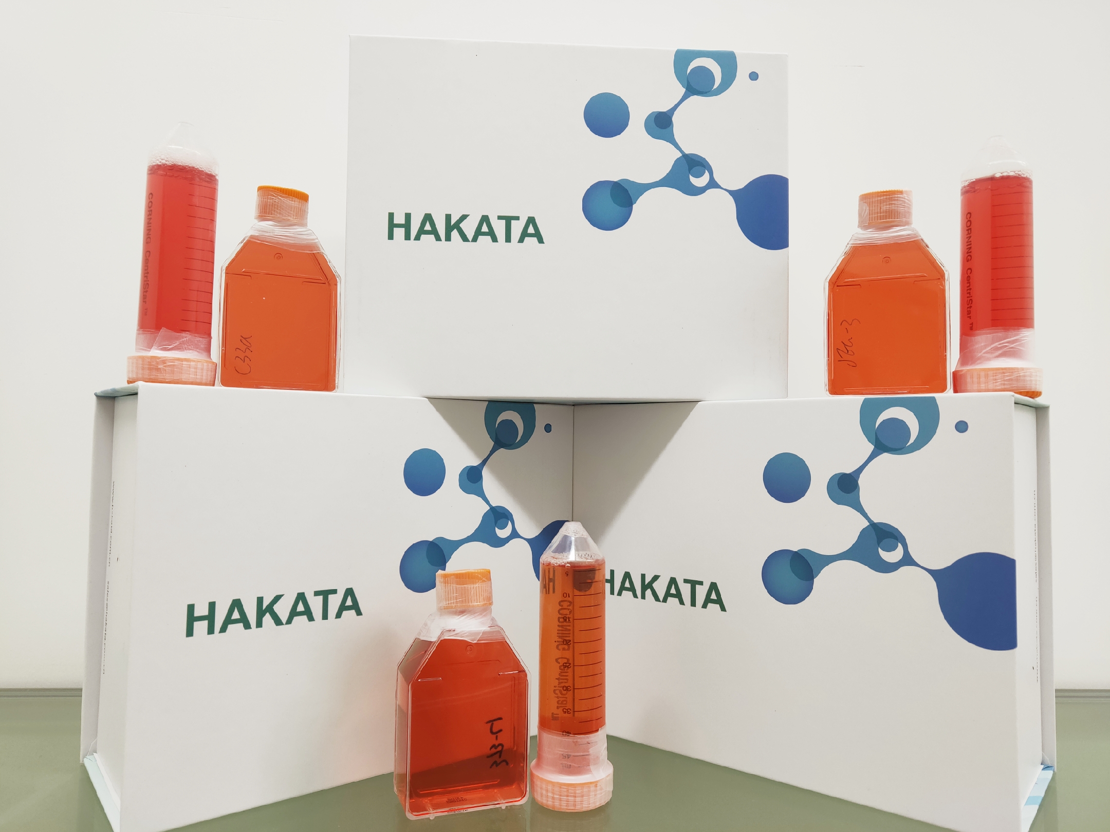 B-CPAP细胞|人甲状腺乳头癌细胞| B-CPAP细胞 STR鉴定