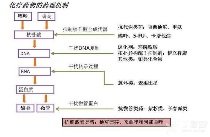 肿瘤化疗的基本常识!