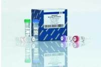 RNase-free Tris HCl,1M,pH 7.0100mL说明书