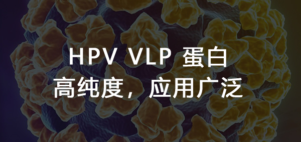义翘神州HPV L1系列重组蛋白隆重上市