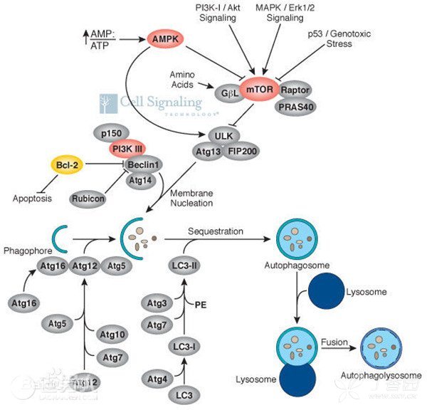 求助一张自噬信号通路的图片出处
