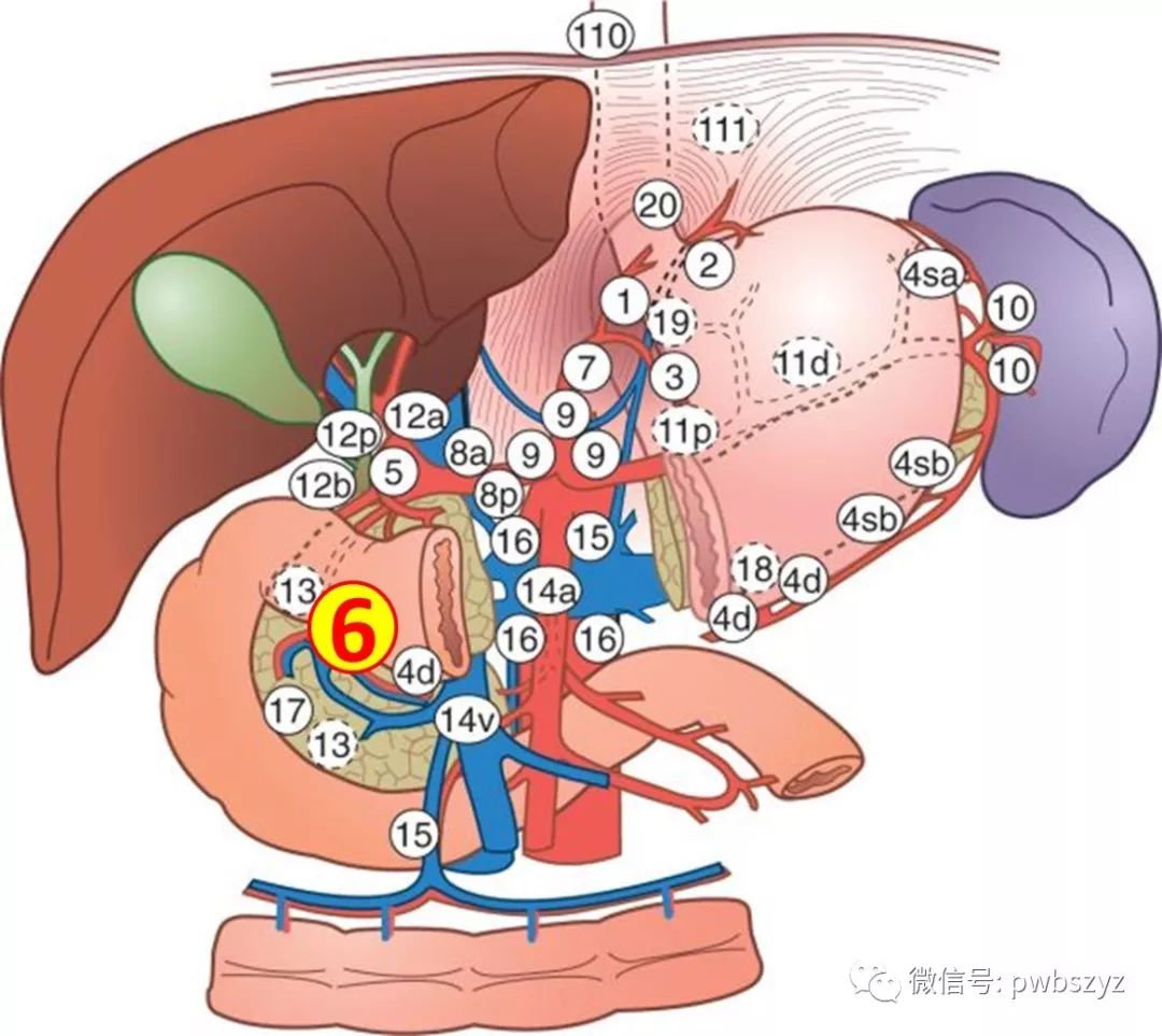 图5-22 胃的淋巴引流(前面观)-腹部外科临床解剖学-医学