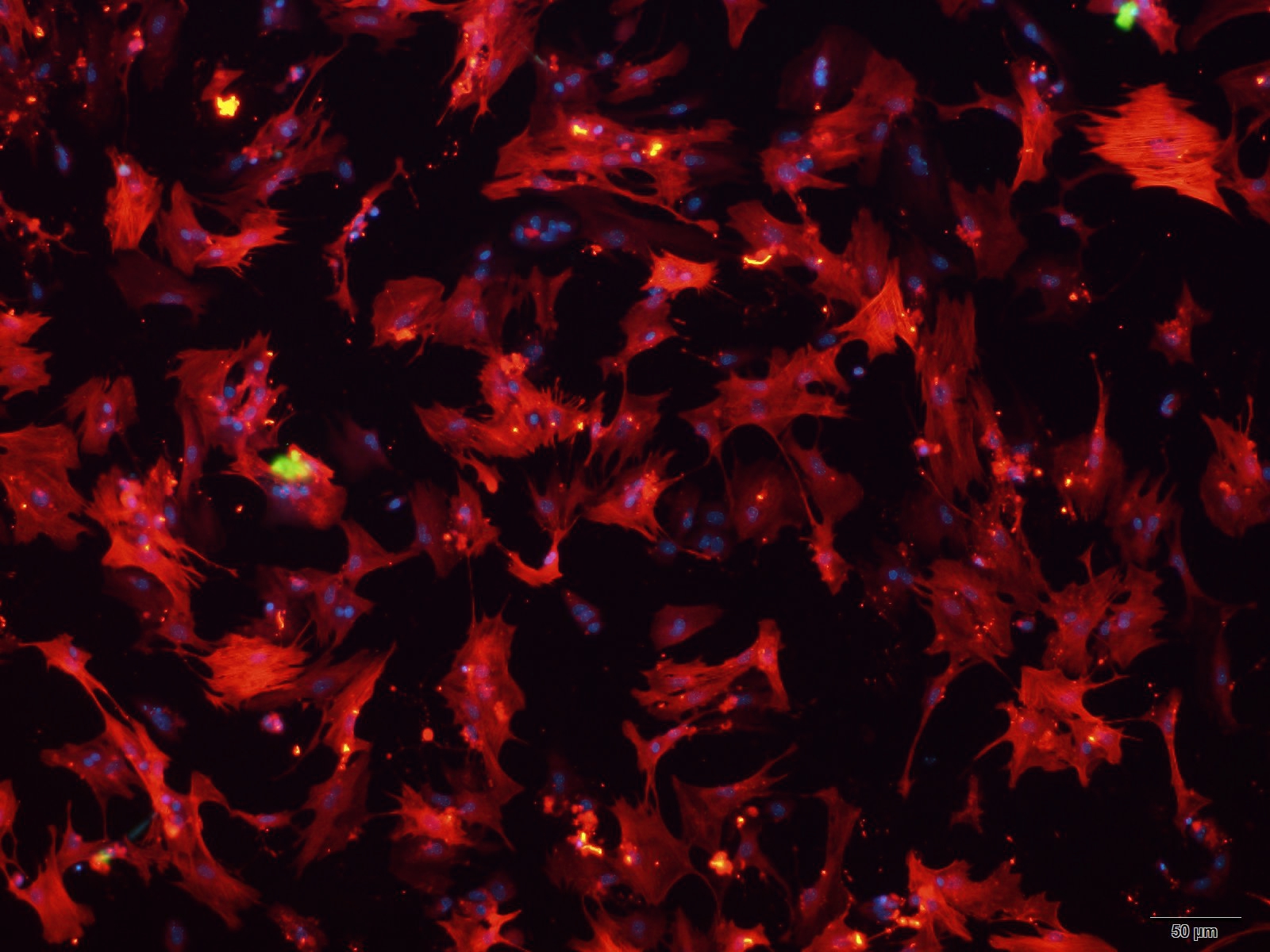 小鼠肝星状细胞