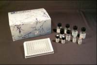 Human IL8 / Interleukin 8 ELISA Kit (CLIA)