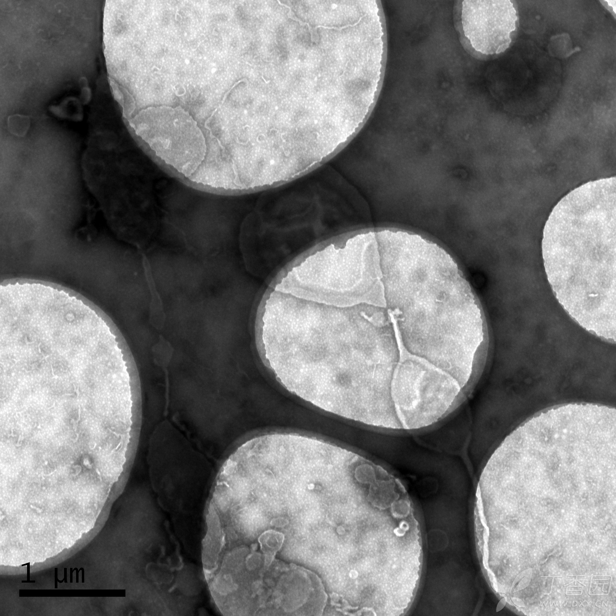 细胞超微结构电镜图图片