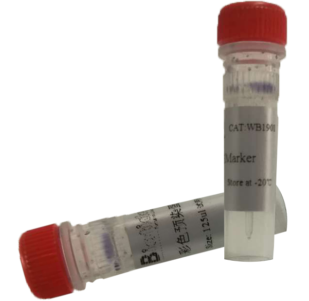 WB1901彩色预染蛋白Marker 10-250kDa