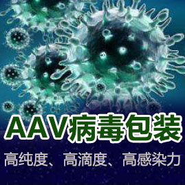 腺相關病毒 AAV病毒包裝（高純濃縮） 試用