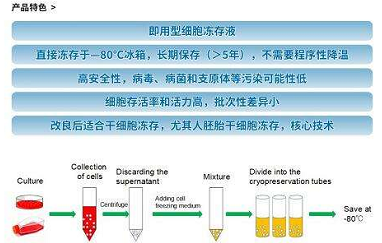 HuH-6细胞|人肝母细胞瘤细胞| HuH-6细胞