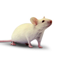 CRISPR/Cas9基因敲除大鼠
