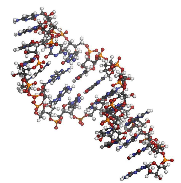 接头 DNA(Hind Ⅲ -Sma I)5nmol规格