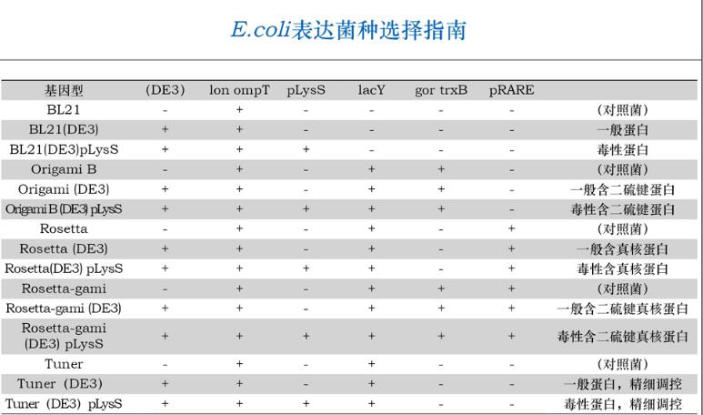 BL21 感受态细胞0.1 mL×10说明书
