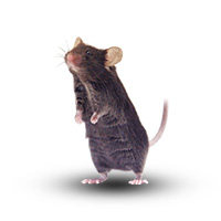 条件性基因敲除（组织特异性基因敲除）小鼠服务（ES打靶）