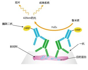 系列ECL化学发光试剂盒      ——点亮您的印迹膜，一触即发！