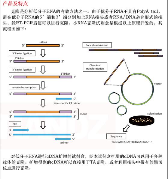 小 RNA 克隆试剂盒10 次说明书