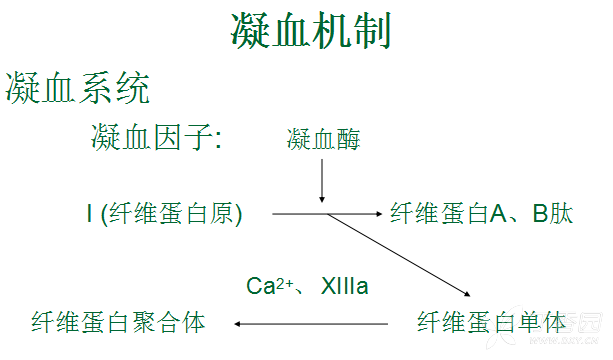 凝血化验单怎么解读-------一文吃透 - 神经内外 -丁香园论坛