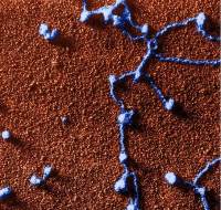 衣霉素溶液 ,5mg/mL1mL规格