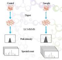 Label-free非标定量蛋白质组学实验—服务到投稿/实验周期短/价格低—辉骏生物
