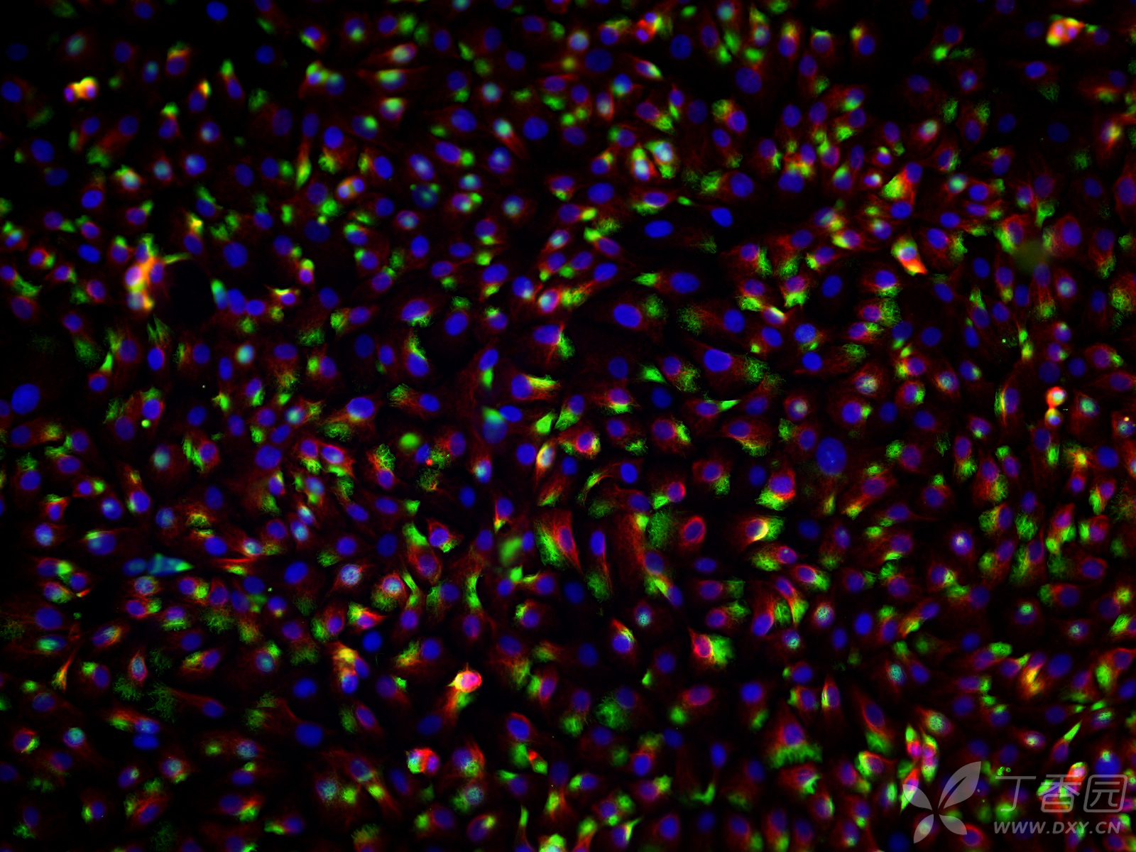 细胞爬片免疫荧光双标实验操作流程