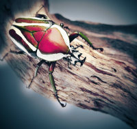 昆虫细胞杆状病毒转移载体(含双启动子)