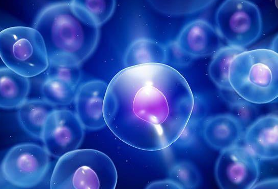 Hela细胞| 人宫颈癌细胞| Hela细胞