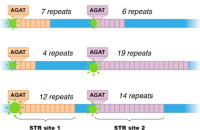 细胞系STR鉴定服务