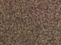 原代食管成纤维细胞